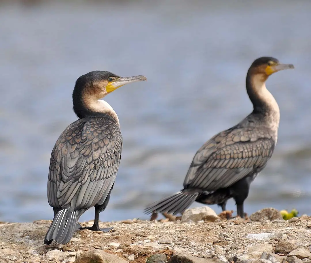 white-breasted cormorant